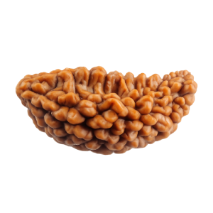 1 Mukhi Rudraksha