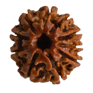 10 Mukhi Rudraksha