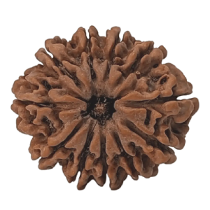11 Mukhi Rudraksha