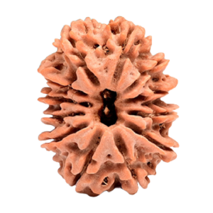 12 Mukhi Rudraksha