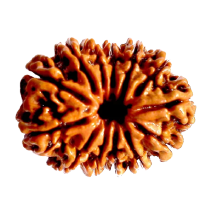 13 Mukhi Rudraksha