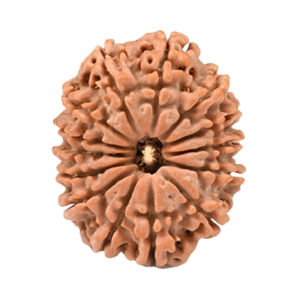 14 Mukhi Rudraksha