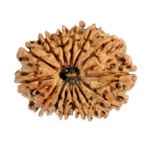 15 Mukhi Rudraksha
