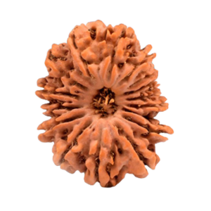 16 Mukhi Rudraksha