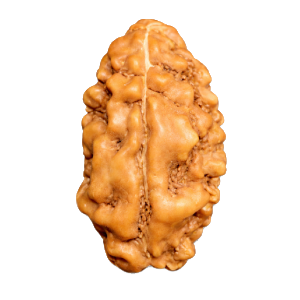2 Mukhi Rudraksha