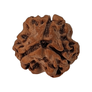3 Mukhi Rudraksha
