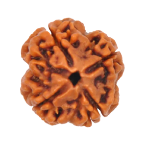 4 Mukhi Rudraksha