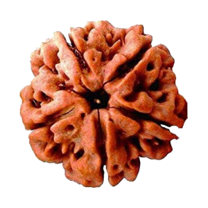 5 Mukhi Rudraksha