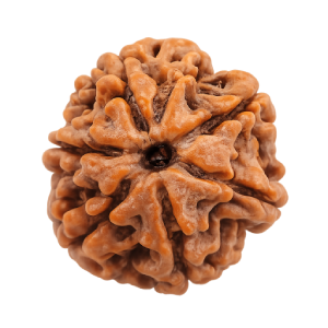 6 Mukhi Rudraksha