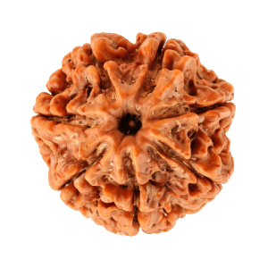 7 Mukhi Rudraksha