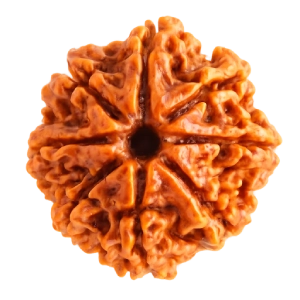 8 Mukhi Rudraksha