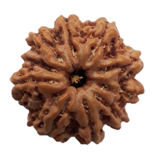 9 Mukhi Rudraksha